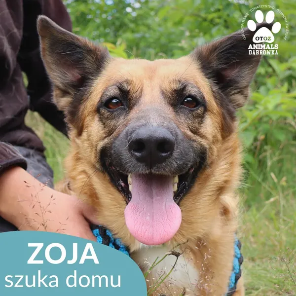 Pies do adopcji, Dąbrówka, 10 lipca 2026 (4/4)