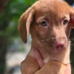 Pies do adopcji