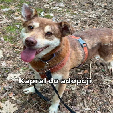 Pies do adopcji, Oborniki, 2 czerwca 2026 (1/3)