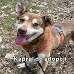 Pies do adopcji