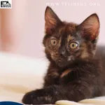 Kot do adopcji