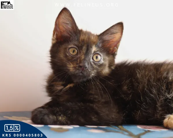 Kot do adopcji, Malawa, 11 lipca 2026 (3/5)