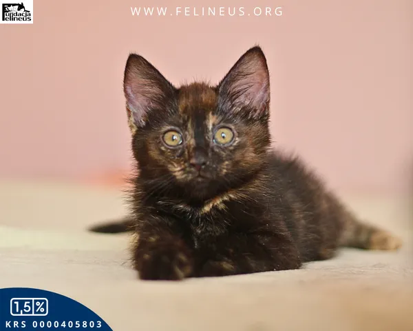 Kot do adopcji, Malawa, 11 lipca 2026 (5/5)