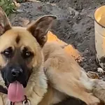 Pies do adopcji