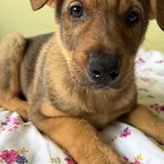 Pies do adopcji