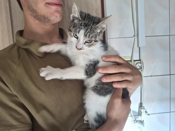 Kot do adopcji, Orzechowce, 11 lipca 2026 (1/3)