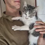 Kot do adopcji