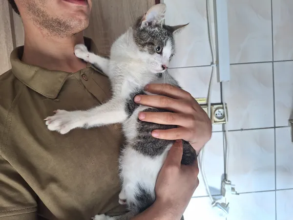 Kot do adopcji, Orzechowce, 11 lipca 2026 (2/3)