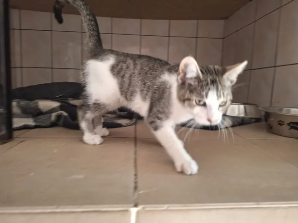 Kot do adopcji, Orzechowce, 11 lipca 2026 (3/3)