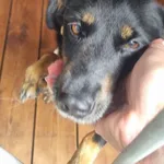 Pies do adopcji