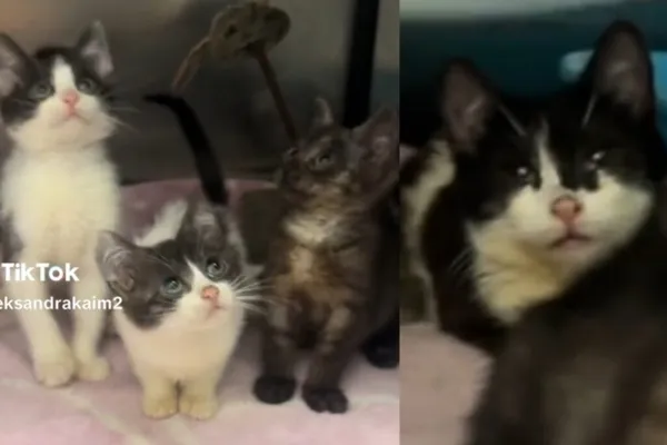 Kot do adopcji, Radom, 13 lipca 2026
