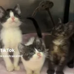 Kot do adopcji
