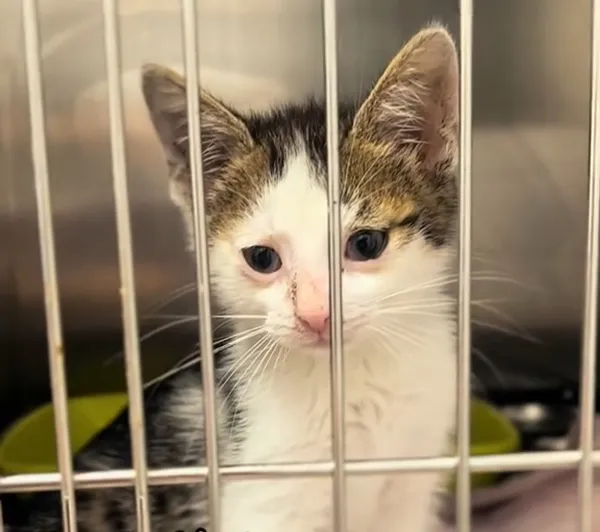 Kot do adopcji, Radom, 13 lipca 2026