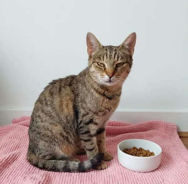 Kot do adopcji, Orzechowce, 13 lipca 2026