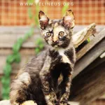 Kot do adopcji