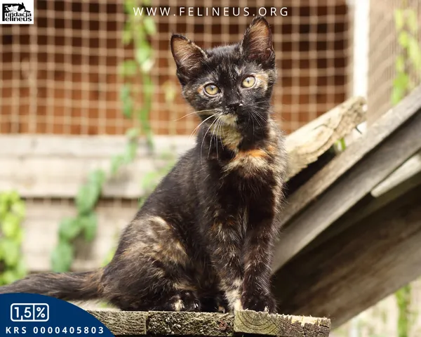 Kot do adopcji, Rzeszów, 14 lipca 2026 (1/4)