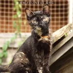 Kot do adopcji