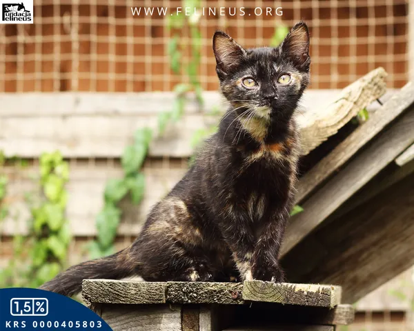 Kot do adopcji, Rzeszów, 14 lipca 2026 (3/4)