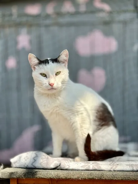 Kot do adopcji, Piła, 23 listopada 2020 (1/2)