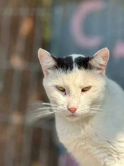 Kot do adopcji, Piła, 23 listopada 2020 (2/2)
