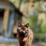 Kot do adopcji
