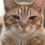 Kot do adopcji