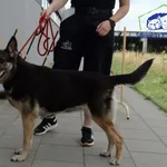 Znaleziono psa