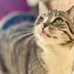Kot do adopcji