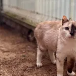 Kot do adopcji