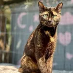 Kot do adopcji