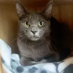 Kot do adopcji