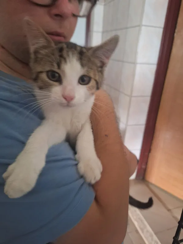 Kot do adopcji, Orzechowce, 14 lipca 2026 (1/4)