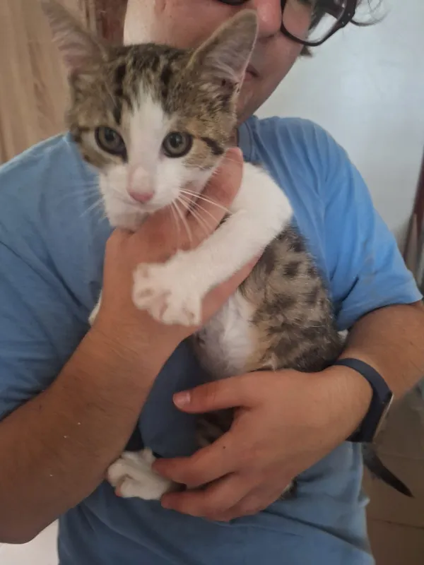Kot do adopcji, Orzechowce, 14 lipca 2026 (2/4)