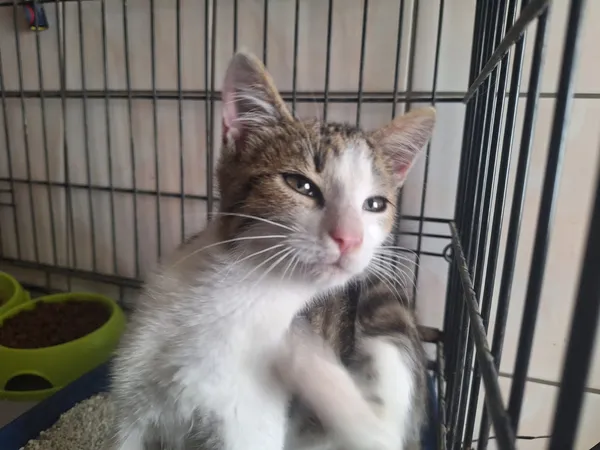 Kot do adopcji, Orzechowce, 14 lipca 2026 (4/4)