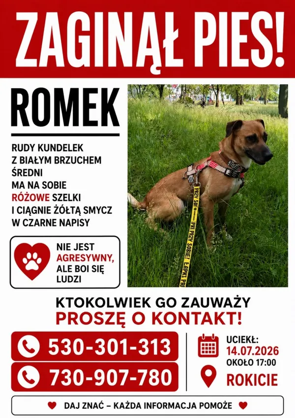 Zaginął pies, Łódź, 15 lipca 2026