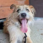 Pies do adopcji