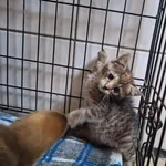 Kot do adopcji