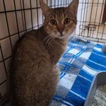 Kot do adopcji