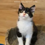 Kot do adopcji