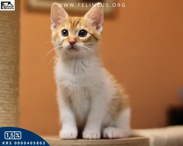 Kot do adopcji, Rzeszów, 17 lipca 2026 (1/5)