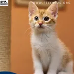 Kot do adopcji
