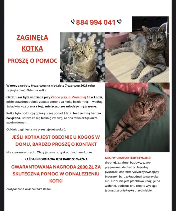 Zaginął kot, Łódź, 18 lipca 2026