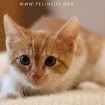 Kot do adopcji
