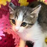 Kot do adopcji