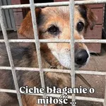 Pies do adopcji