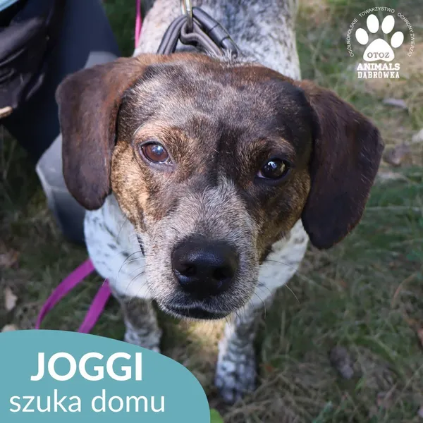 Pies do adopcji, Dąbrówka, 18 lipca 2026 (1/4)