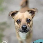 Pies do adopcji