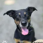 Pies do adopcji