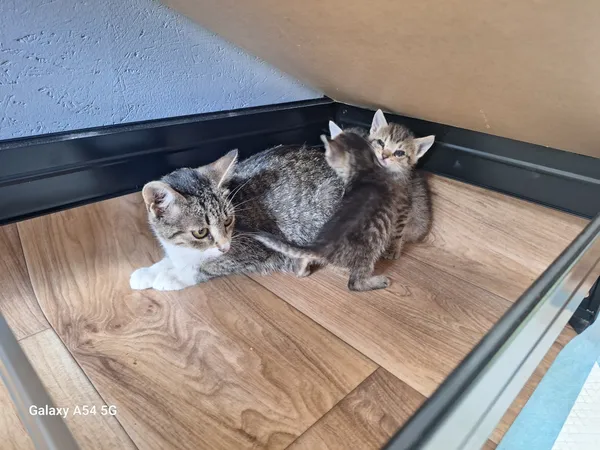 Kot do adopcji, Orzechowce, 22 lipca 2026 (4/5)