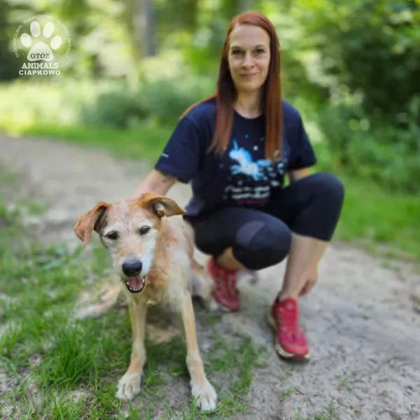 Pies do adopcji, Gdynia, 21 lipca 2026 (5/5)